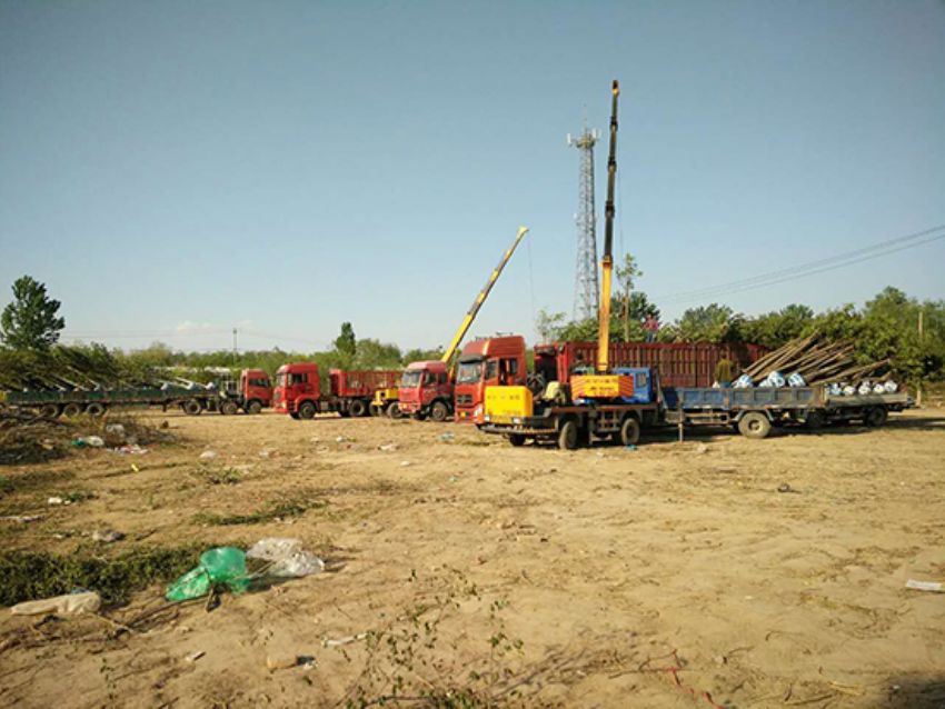 點擊查看詳細信息<br>標題：香花槐 閱讀次數：1968