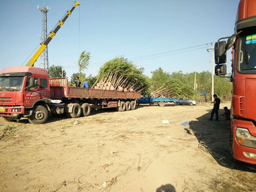 點擊查看詳細信息<br>標題：香花槐 閱讀次數：2055