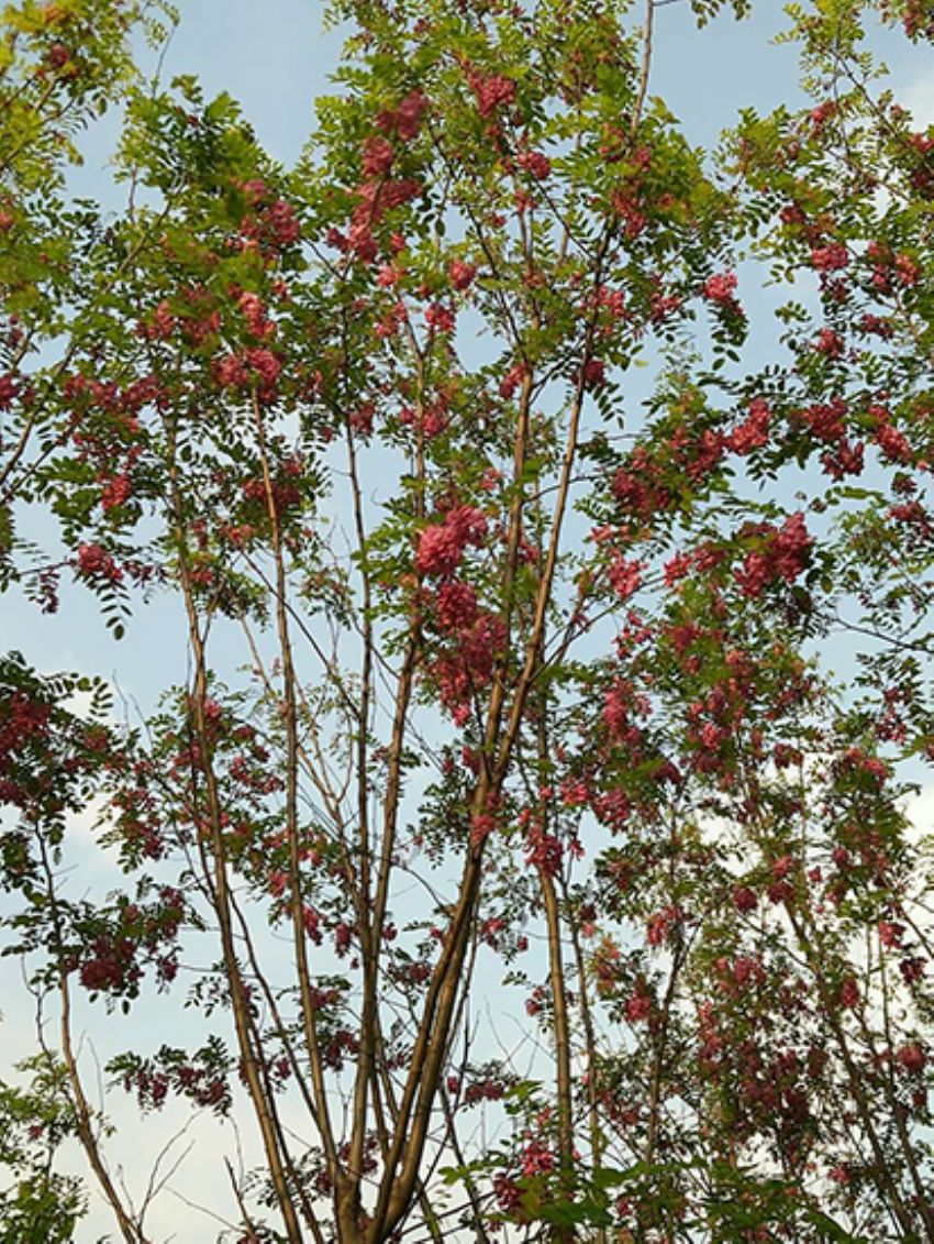 點擊查看詳細信息<br>標題：香花槐 閱讀次數：2012