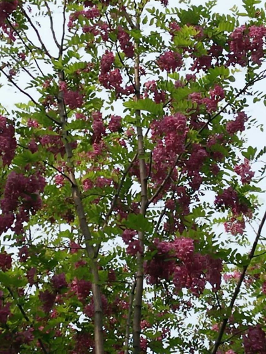 點擊查看詳細信息<br>標題：香花槐 閱讀次數：2032