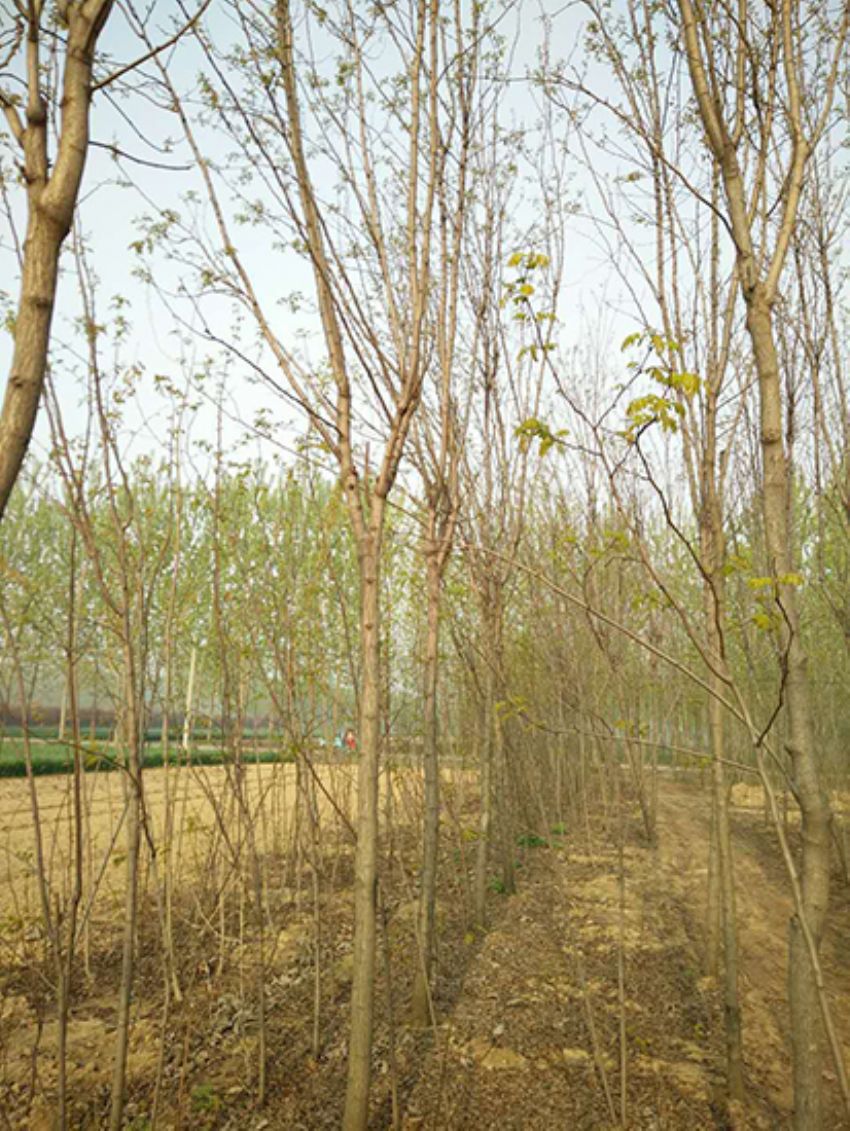 點擊查看詳細信息<br>標題：香花槐 閱讀次數：2235