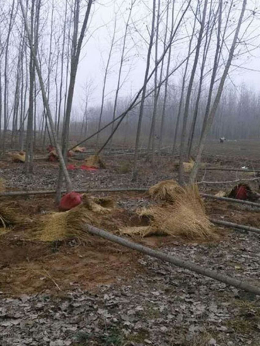 點擊查看詳細信息<br>標題：楊樹苗 閱讀次數：2124