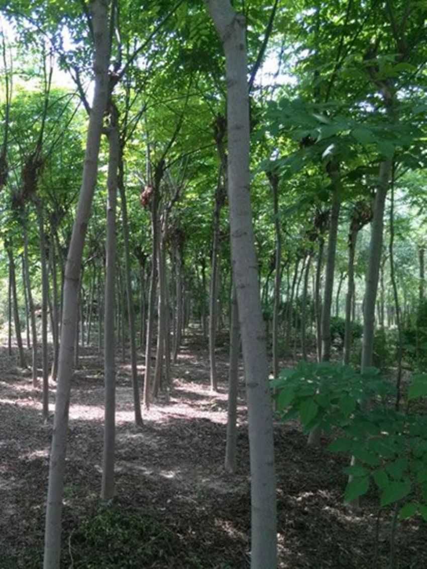 點擊查看詳細信息<br>標題：欒樹 閱讀次數：2131