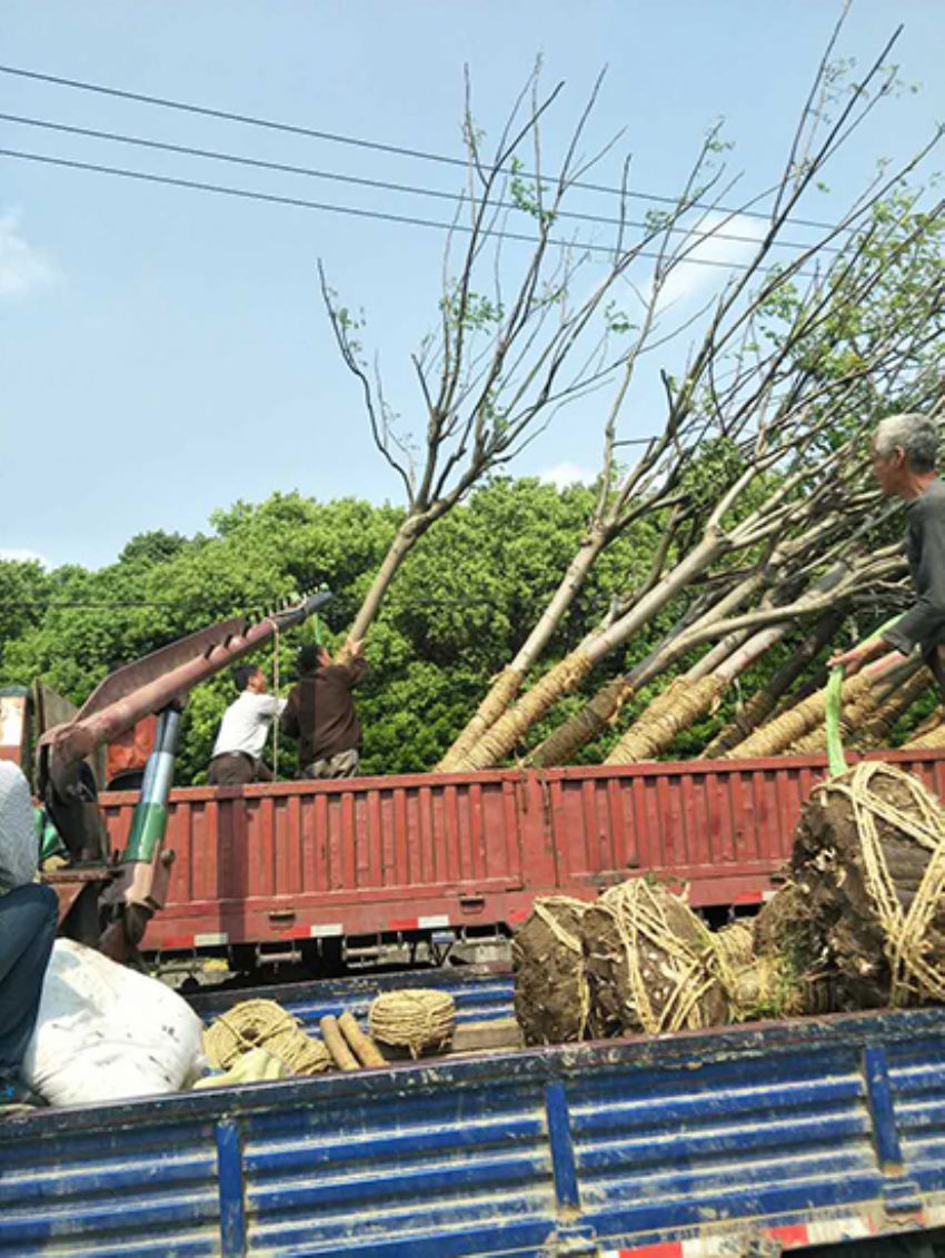 點擊查看詳細信息<br>標題：欒樹 閱讀次數：1961