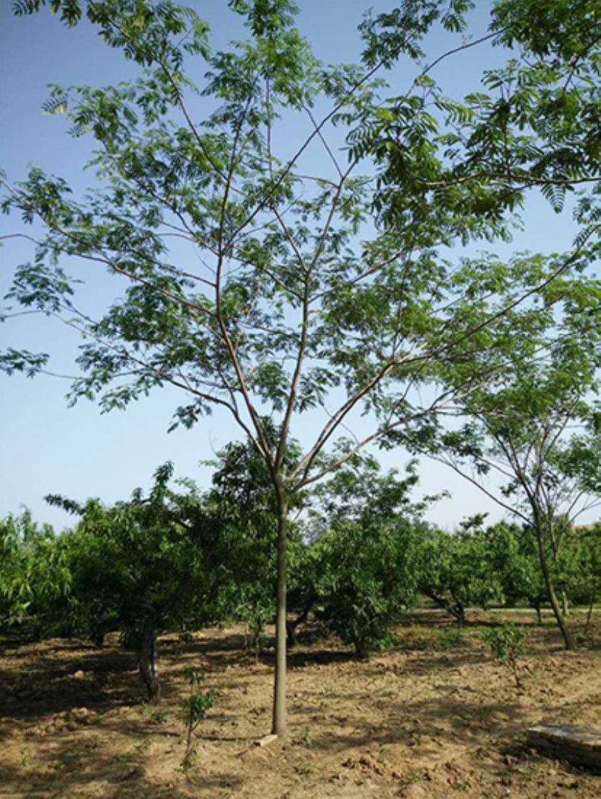 點擊查看詳細(xì)信息<br>標(biāo)題：合歡 閱讀次數(shù)：2295