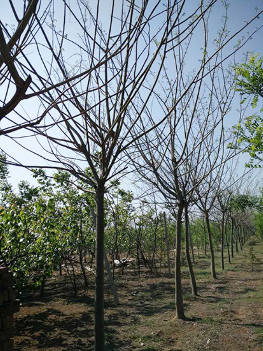 點擊查看詳細(xì)信息<br>標(biāo)題：合歡 閱讀次數(shù)：2234