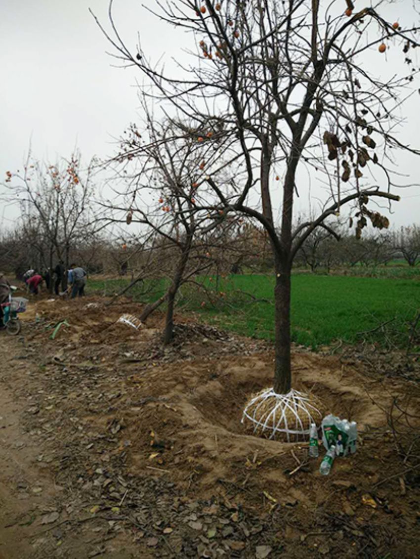 點擊查看詳細(xì)信息<br>標(biāo)題：果樹-柿子樹 閱讀次數(shù)：2164