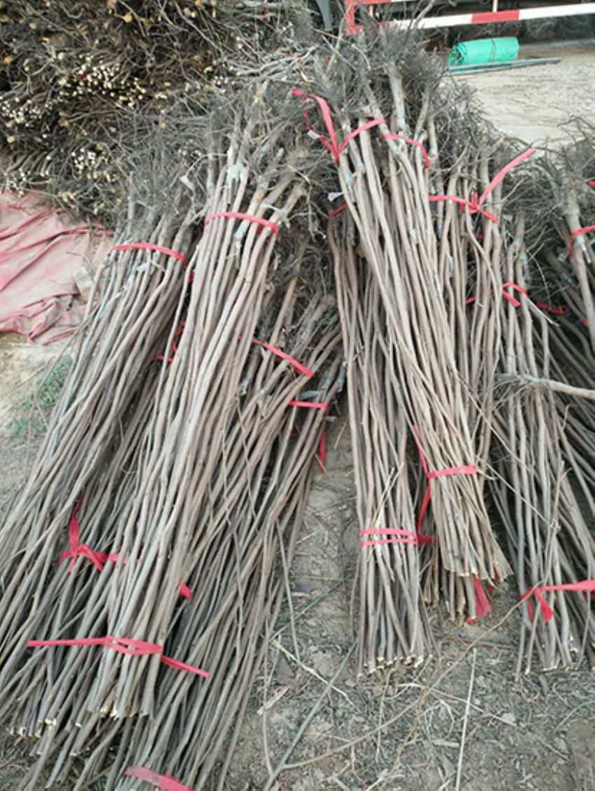 點擊查看詳細信息<br>標題：果樹-柿子樹 閱讀次數：2287