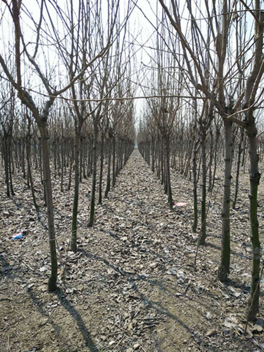 點擊查看詳細信息<br>標題：果樹-柿子樹 閱讀次數：2099