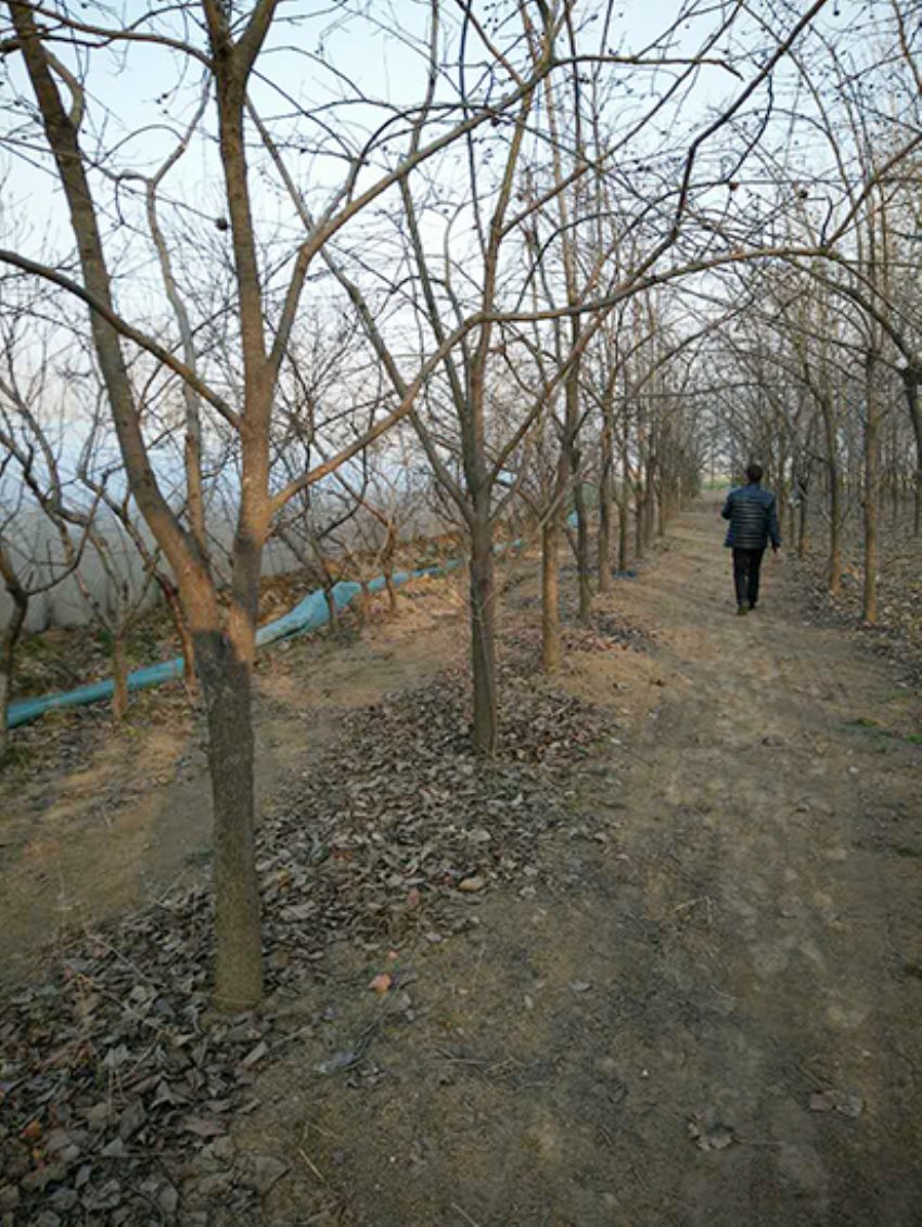 點擊查看詳細信息<br>標題：果樹-柿子樹 閱讀次數：2370