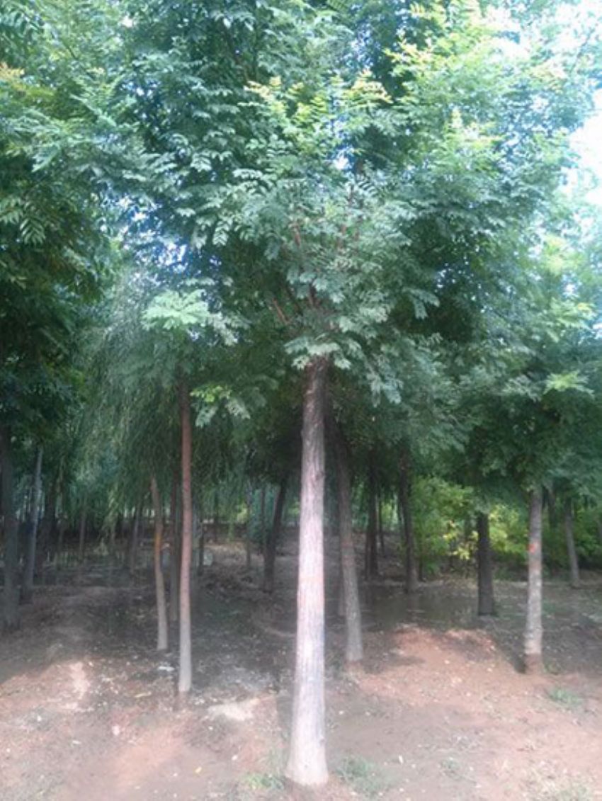 點擊查看詳細信息<br>標題：國槐 閱讀次數：2441