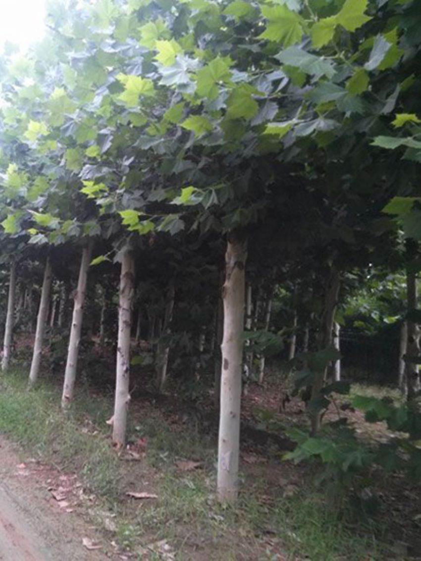 點擊查看詳細信息<br>標題：法桐 閱讀次數：2337