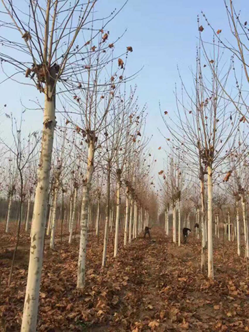 點擊查看詳細信息<br>標題：法桐 閱讀次數：2397